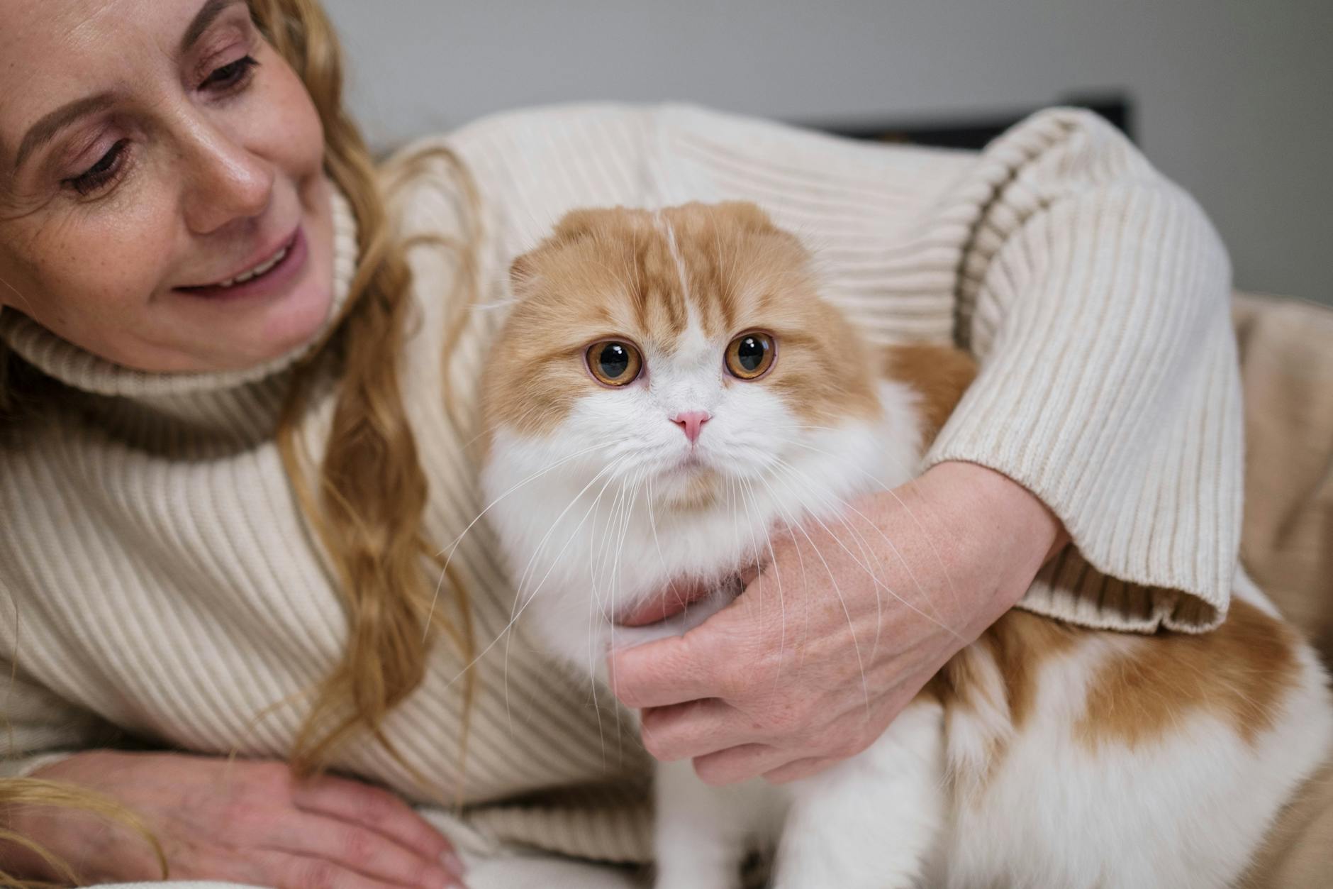 Kobieta w swetrze przytula w domu puchatego kota rasy Scottish Fold